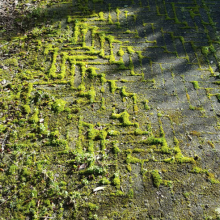 terrasreiniging mos en groene aanslag verwijderen
